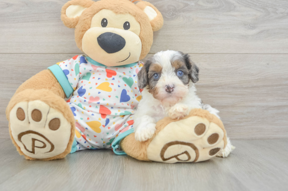 5 week old Cavapoo Puppy For Sale - Lone Star Pups