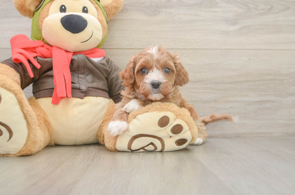5 week old Cavapoo Puppy For Sale - Lone Star Pups