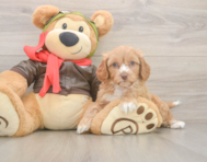 7 week old Cavapoo Puppy For Sale - Lone Star Pups
