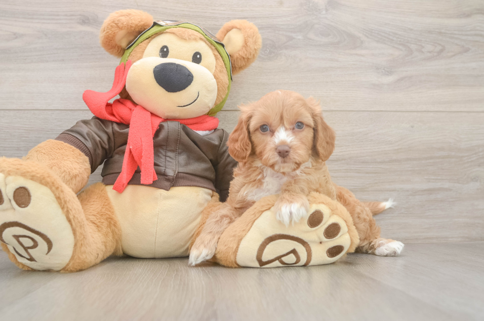 5 week old Cavapoo Puppy For Sale - Lone Star Pups