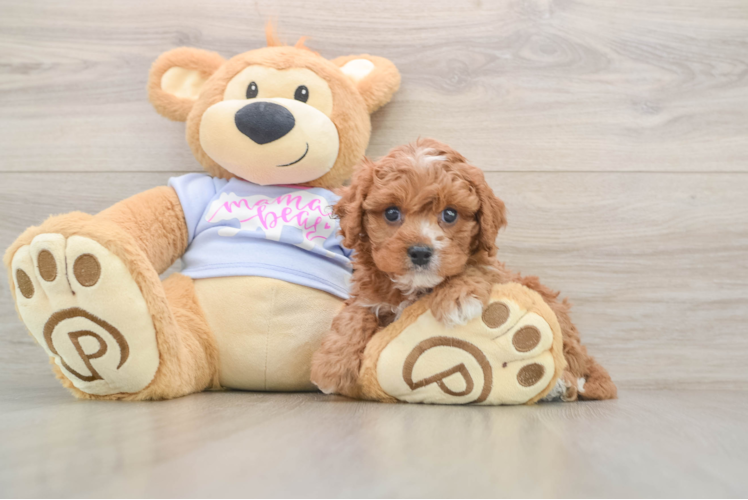 Little Cavipoo Poodle Mix Puppy