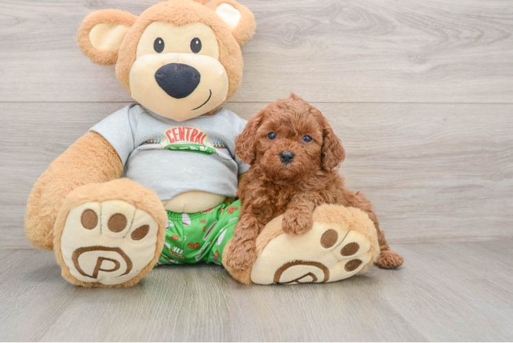 Fluffy Cavapoo Poodle Mix Pup