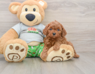 8 week old Cavapoo Puppy For Sale - Lone Star Pups