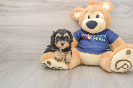 Popular Cavapoo Poodle Mix Pup