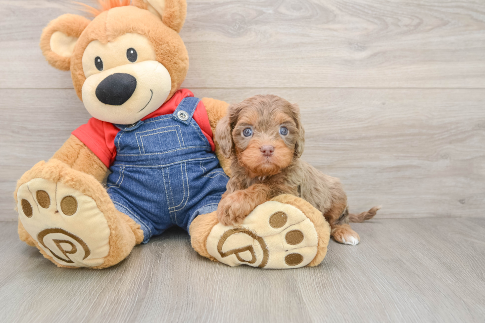 Cavapoo Pup Being Cute