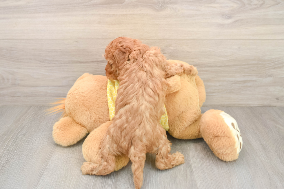 Funny Cavapoo Poodle Mix Pup