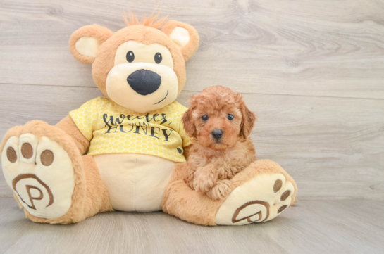 Hypoallergenic Cavadoodle Poodle Mix Puppy