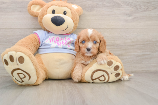 Popular Cavapoo Poodle Mix Pup