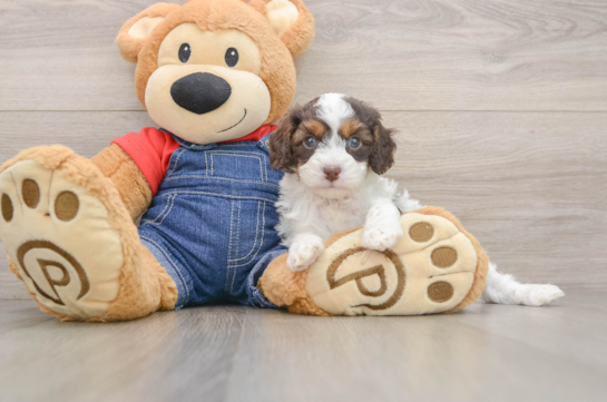 Playful Cavapoodle Poodle Mix Puppy