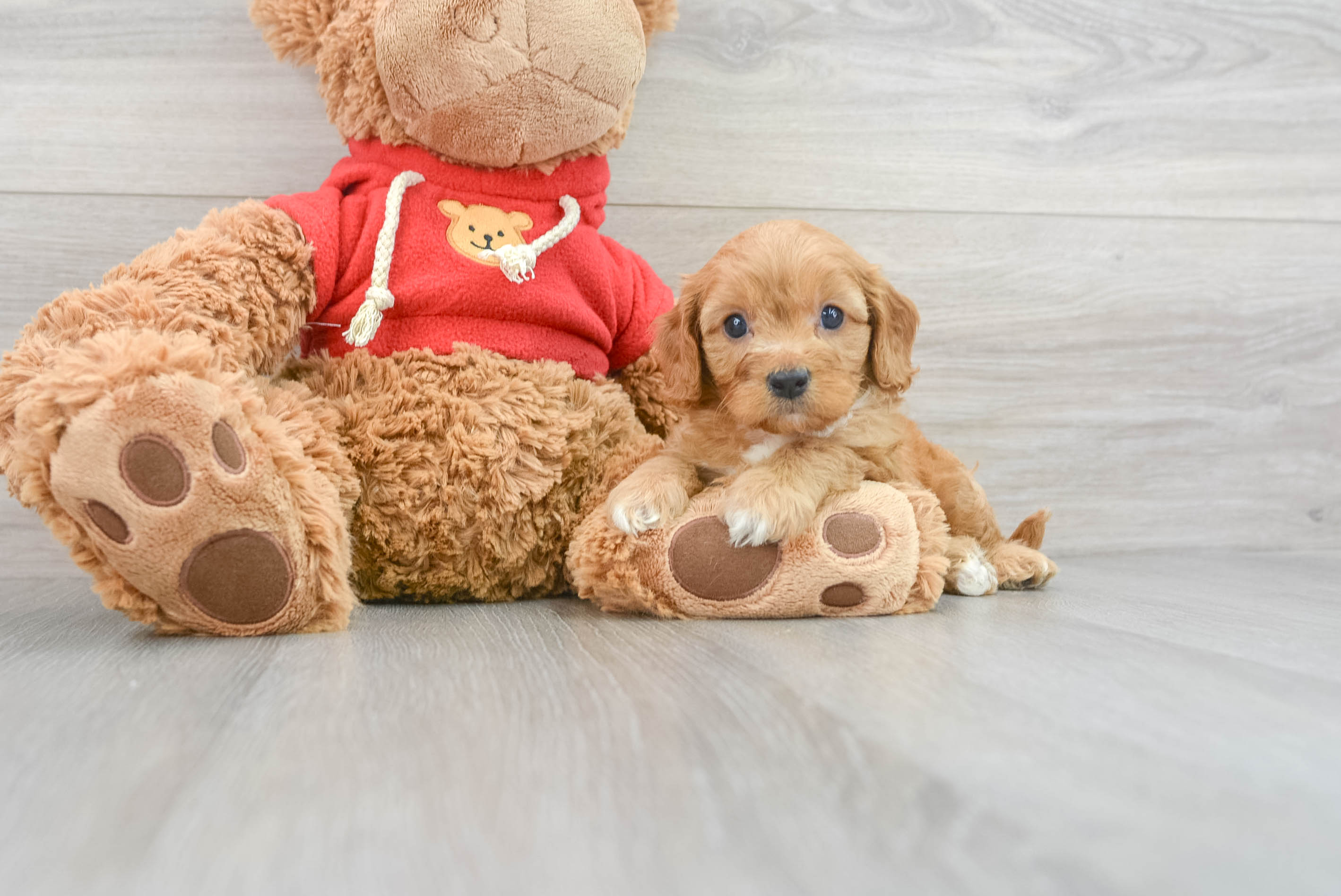 Little Cavoodle Poodle Mix Puppy