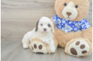 Fluffy Cavapoo Poodle Mix Pup