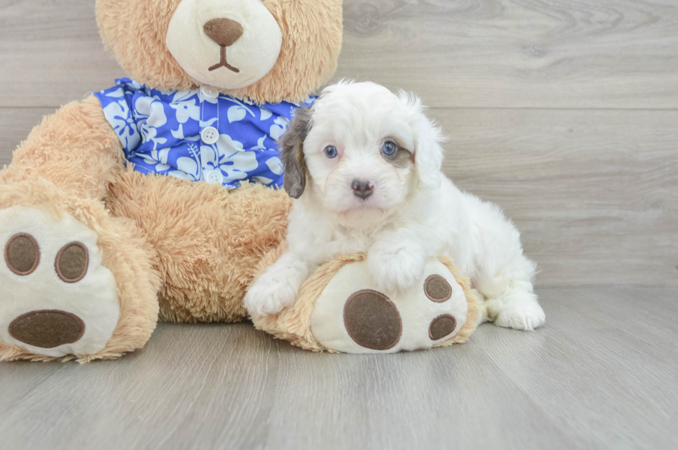 6 week old Cavapoo Puppy For Sale - Lone Star Pups