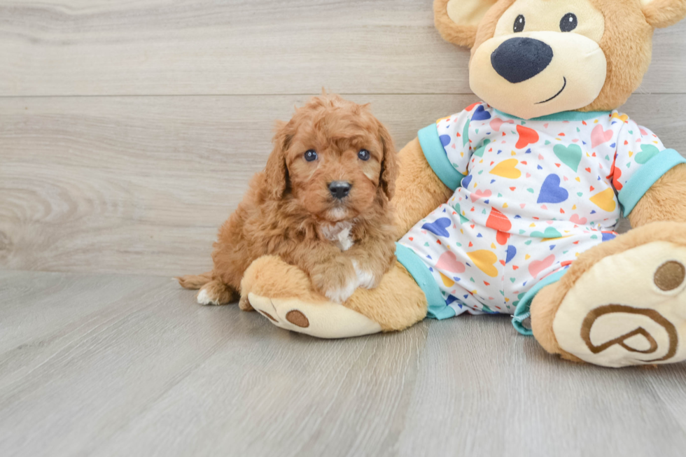 Best Cavapoo Baby