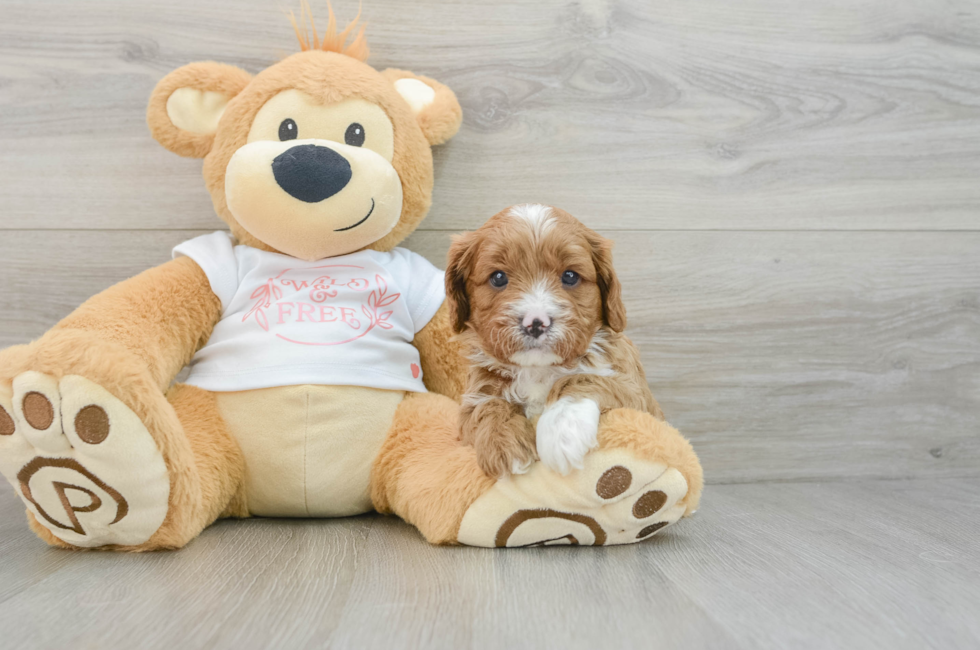 5 week old Cavapoo Puppy For Sale - Lone Star Pups