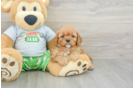 Cavapoo Puppy for Adoption