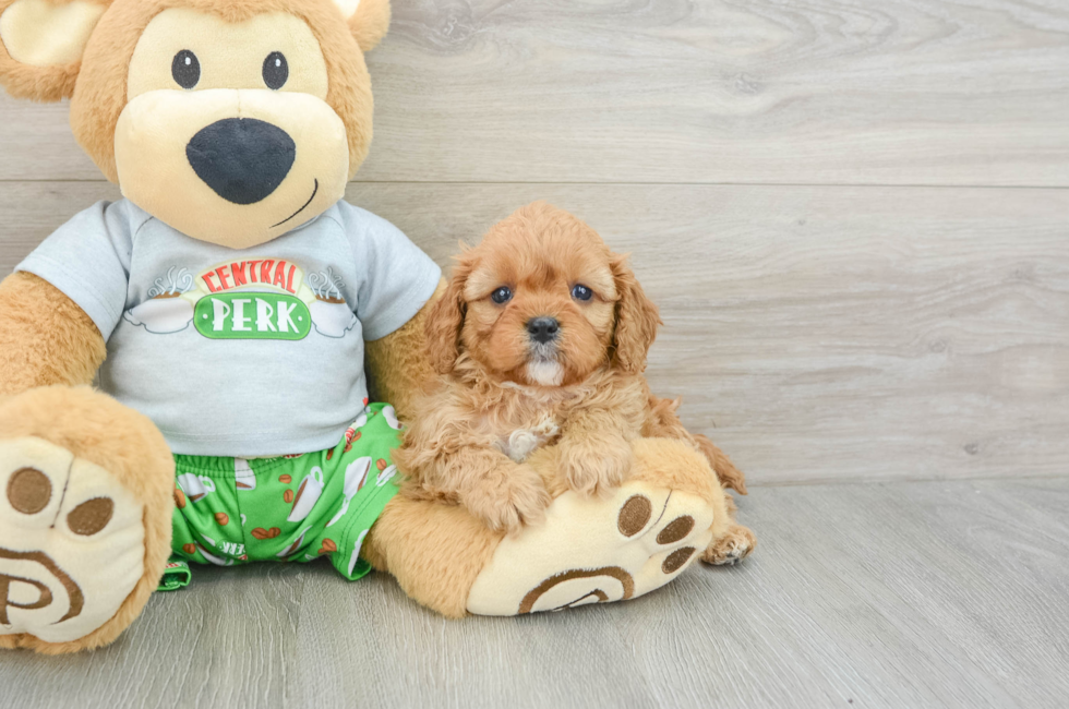 6 week old Cavapoo Puppy For Sale - Lone Star Pups