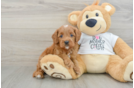 Cavapoo Pup Being Cute