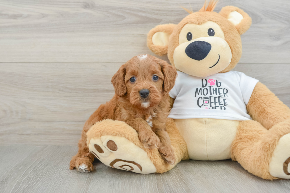 Cavapoo Pup Being Cute
