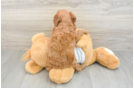 Cavapoo Pup Being Cute
