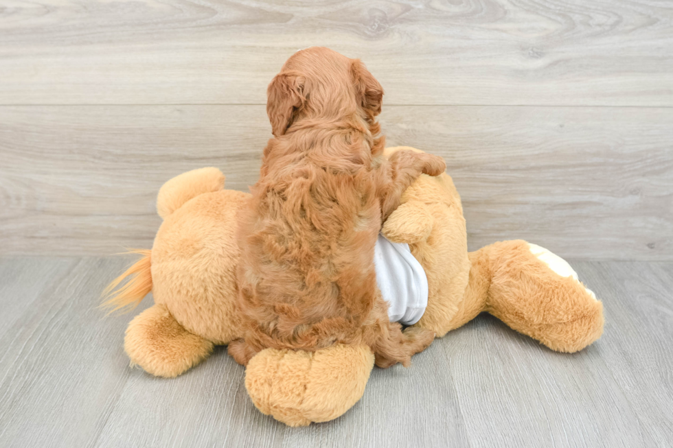 Cavapoo Pup Being Cute