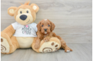 Cavapoo Pup Being Cute