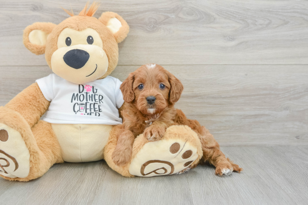 Cavapoo Pup Being Cute