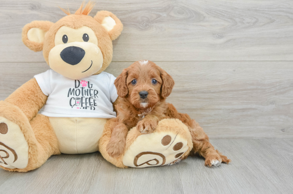 6 week old Cavapoo Puppy For Sale - Lone Star Pups