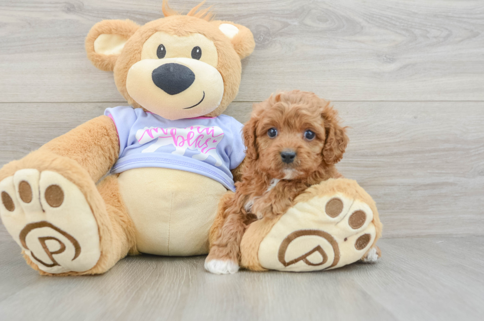 5 week old Cavapoo Puppy For Sale - Lone Star Pups