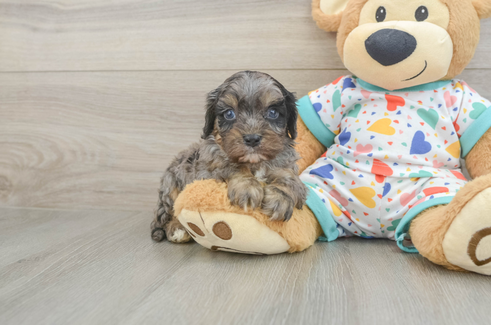 5 week old Cavapoo Puppy For Sale - Lone Star Pups