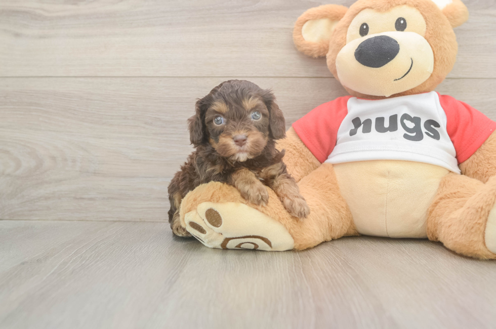 5 week old Cavapoo Puppy For Sale - Lone Star Pups
