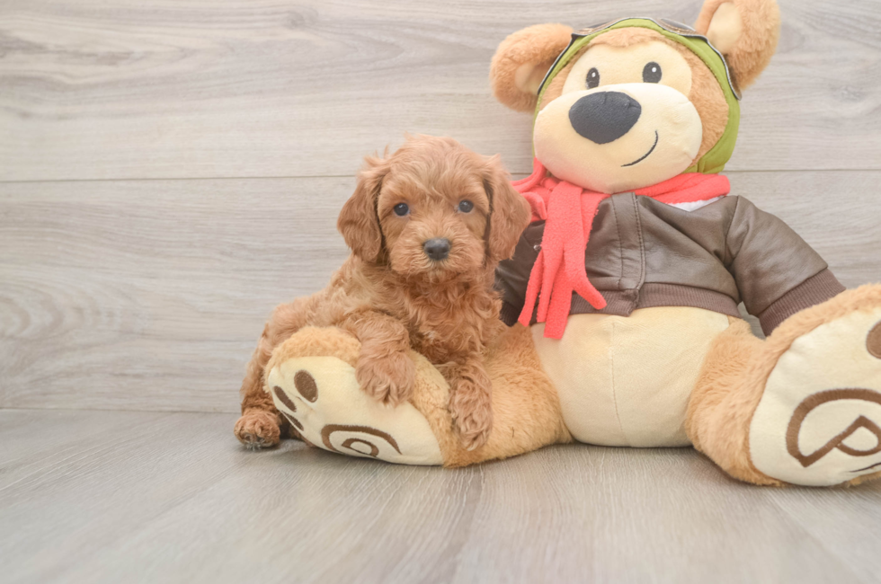 5 week old Cavapoo Puppy For Sale - Lone Star Pups