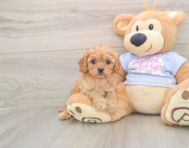 6 week old Cavapoo Puppy For Sale - Lone Star Pups