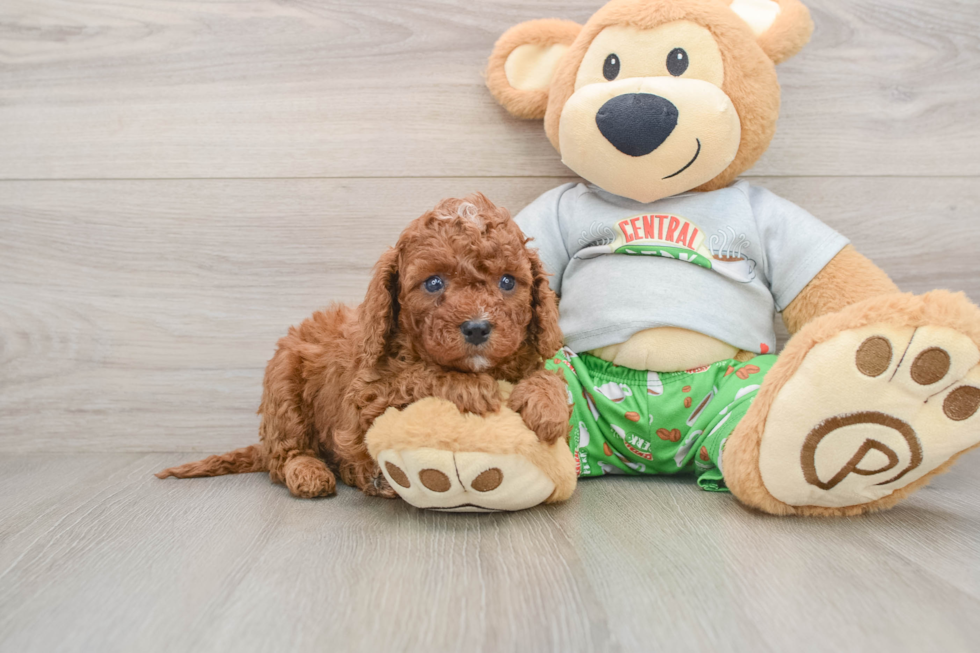 Best Cavapoo Baby