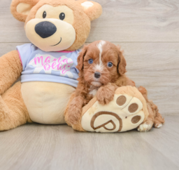 5 week old Cavapoo Puppy For Sale - Lone Star Pups