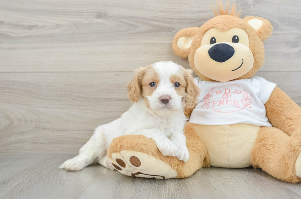 6 week old Cavapoo Puppy For Sale - Lone Star Pups