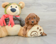 8 week old Cavapoo Puppy For Sale - Lone Star Pups