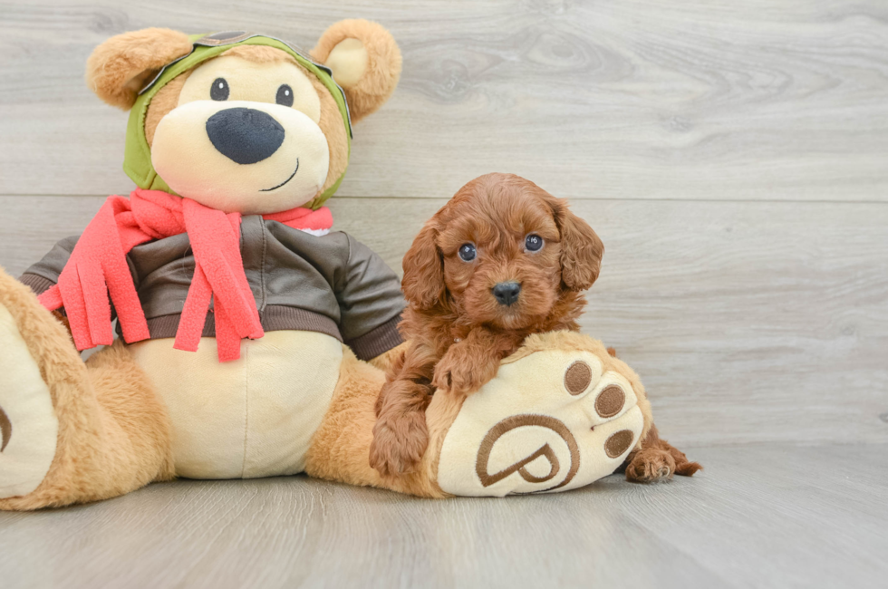 7 week old Cavapoo Puppy For Sale - Lone Star Pups