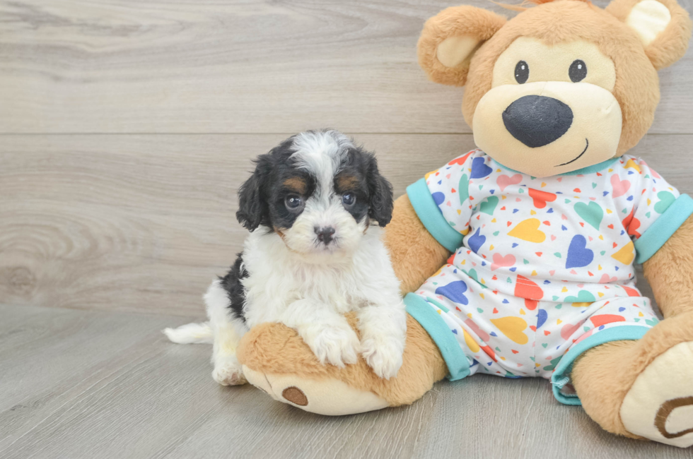 6 week old Cavapoo Puppy For Sale - Lone Star Pups
