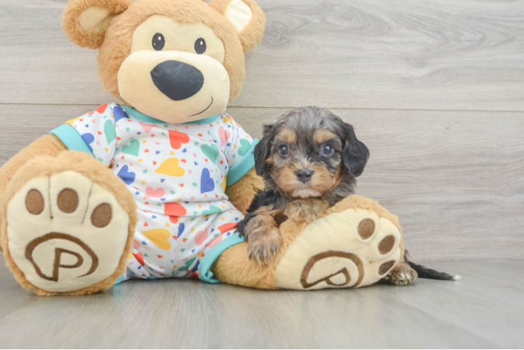 Best Cavapoo Baby