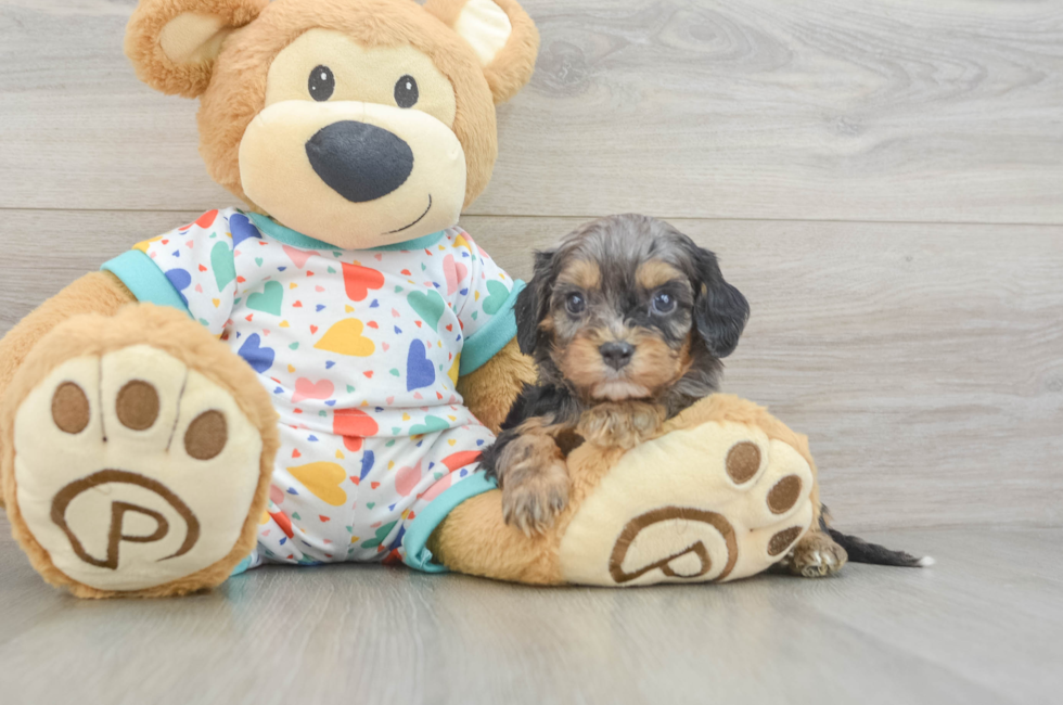 5 week old Cavapoo Puppy For Sale - Lone Star Pups