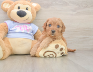 7 week old Cavapoo Puppy For Sale - Lone Star Pups