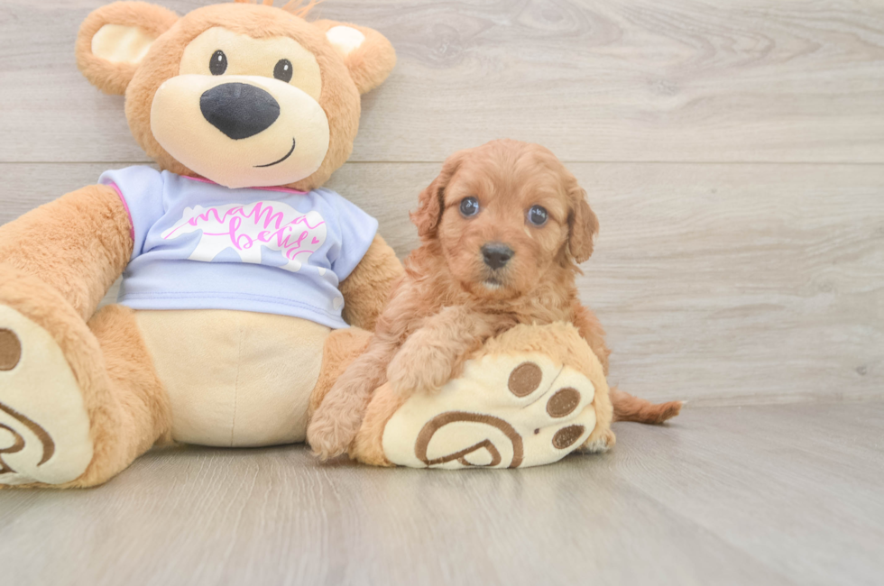 5 week old Cavapoo Puppy For Sale - Lone Star Pups