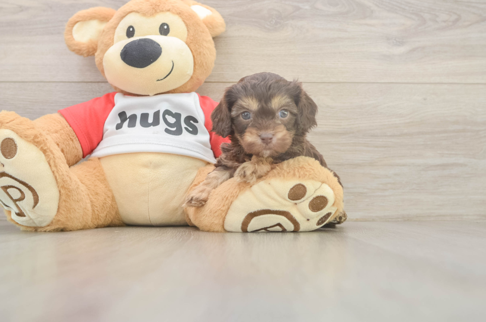 5 week old Cavapoo Puppy For Sale - Lone Star Pups