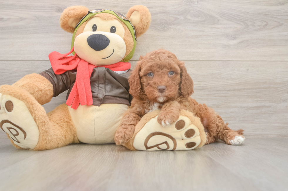 5 week old Cavapoo Puppy For Sale - Lone Star Pups