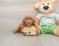 8 week old Cavapoo Puppy For Sale - Lone Star Pups