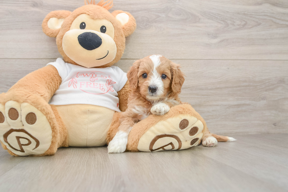 Cavapoo Puppy for Adoption