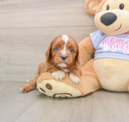 5 week old Cavapoo Puppy For Sale - Lone Star Pups