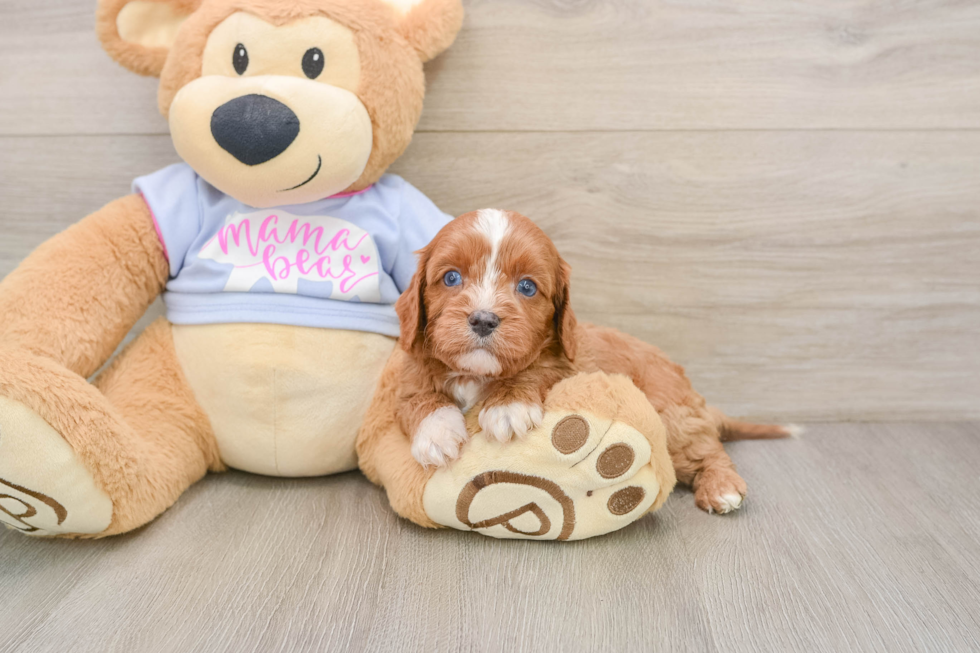 Popular Cavapoo Poodle Mix Pup