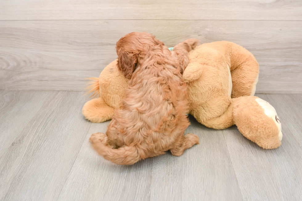 Best Cavapoo Baby