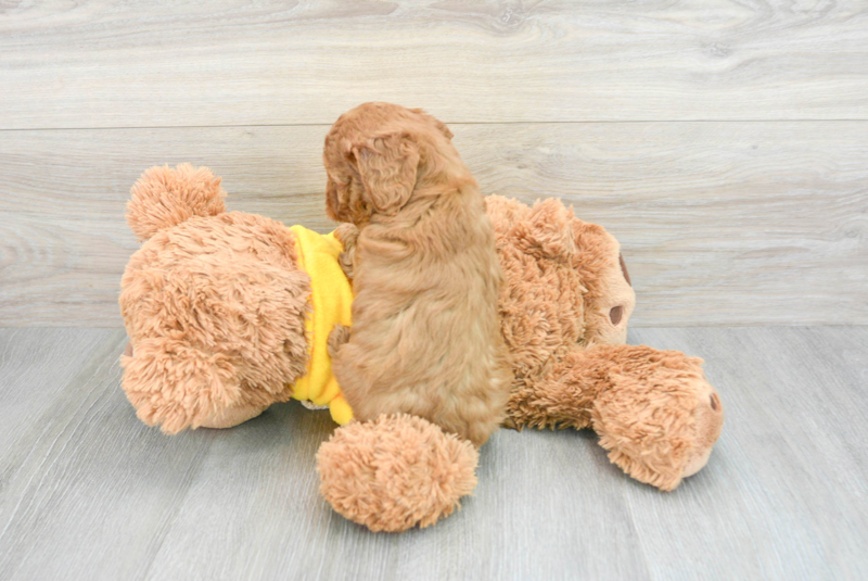 Meet Atticus - our Cavapoo Puppy Photo 2/3 - Lone Star Pups